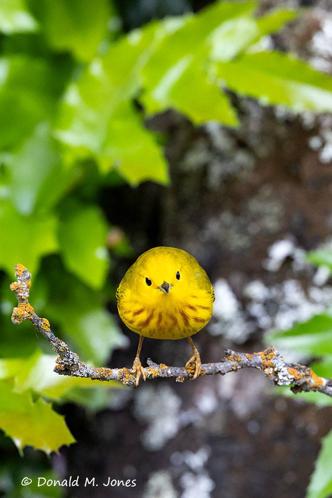 Yellow-Warbler0483D