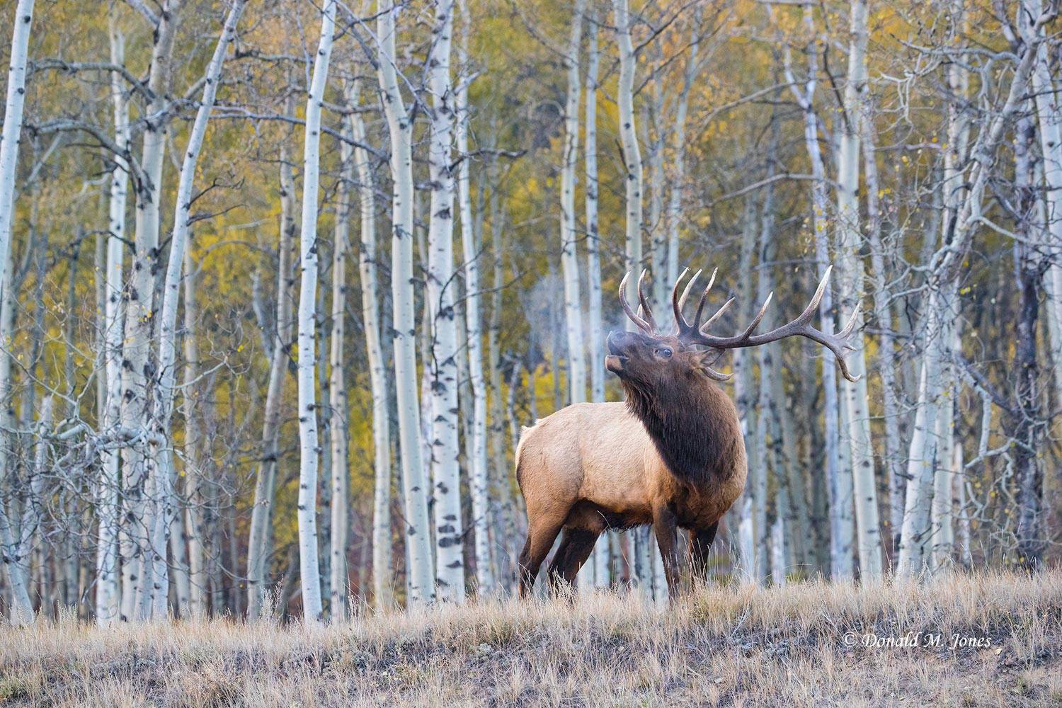 Elk-(Rocky-Mtn)26331D