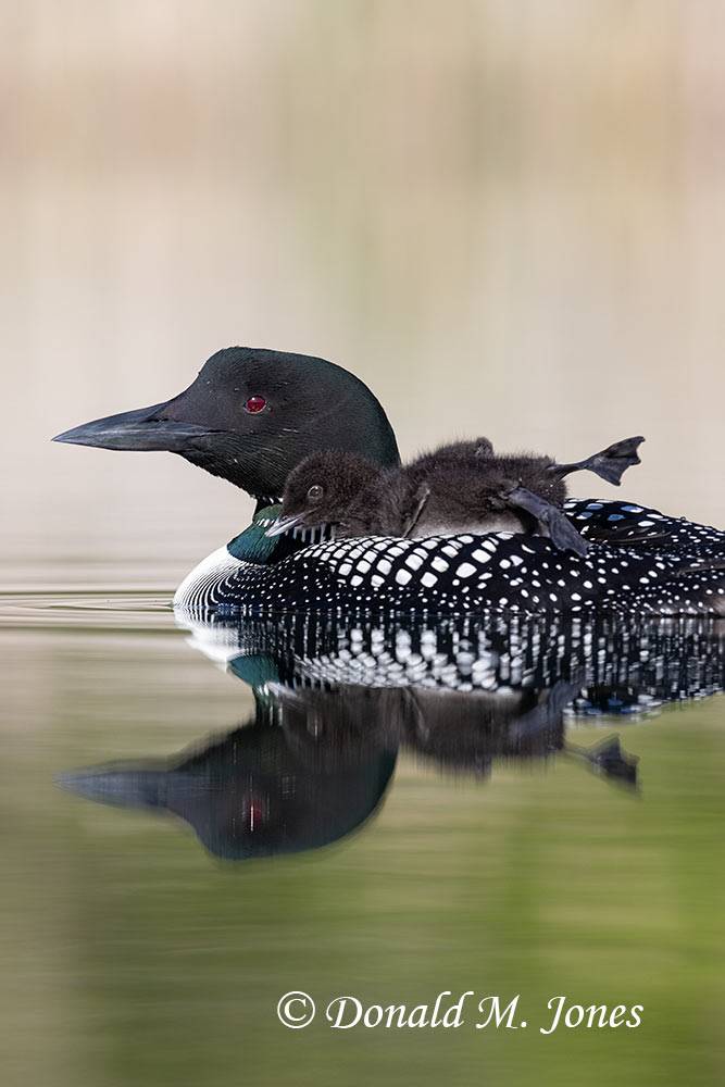 Common-Loon2149D