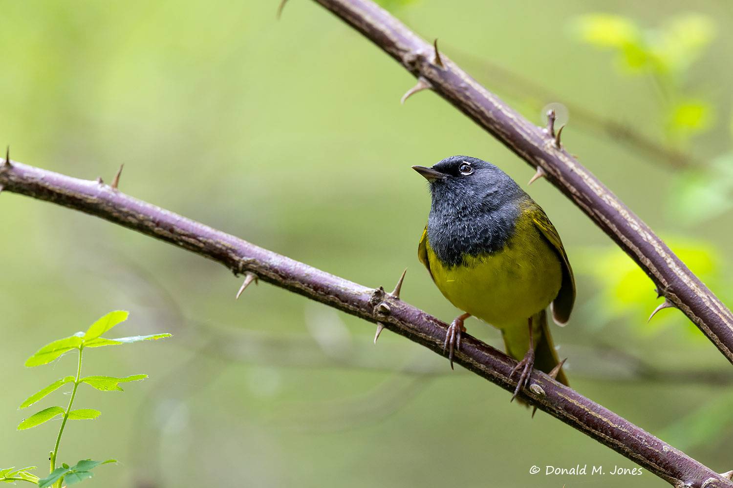 May 27 - MacGillivray's Warbler in heavy cover, NW Montana.