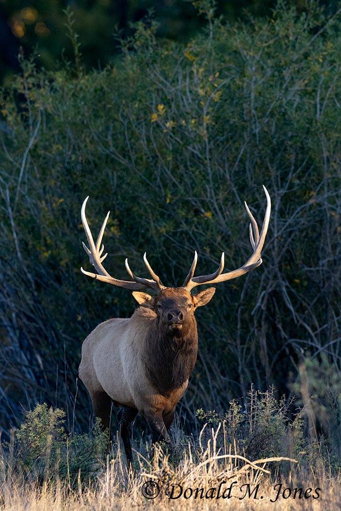 Elk-(Rocky-Mtn)31106D