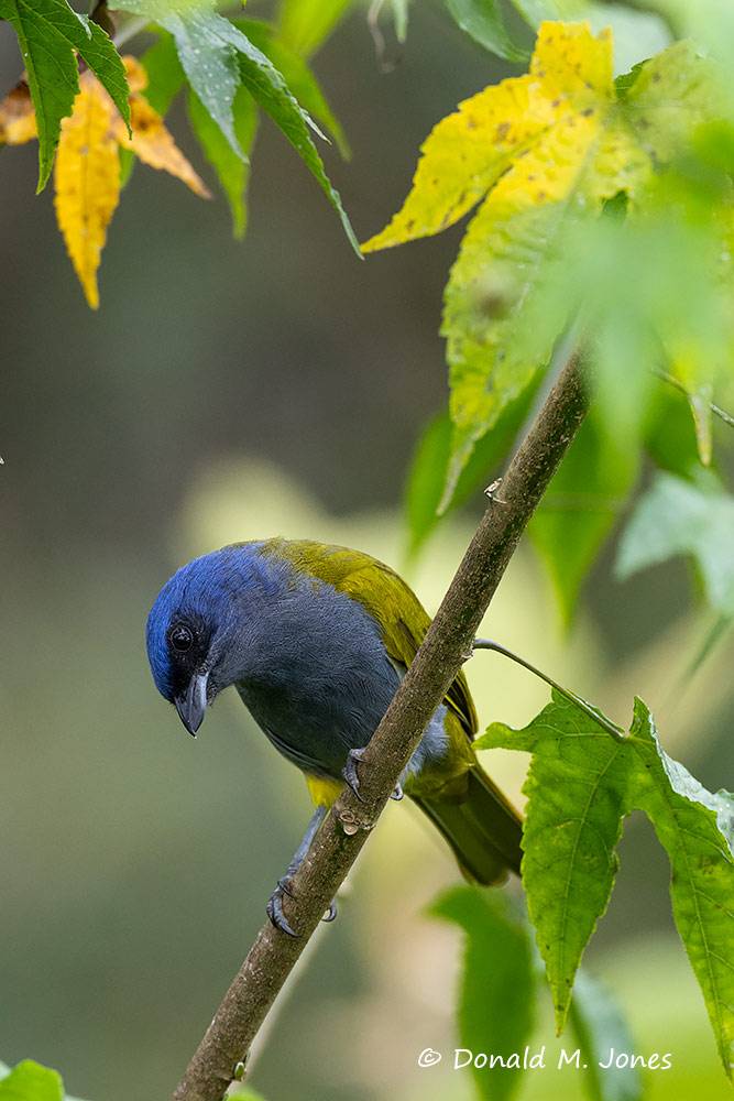 Blue-capped-Tanager0105D