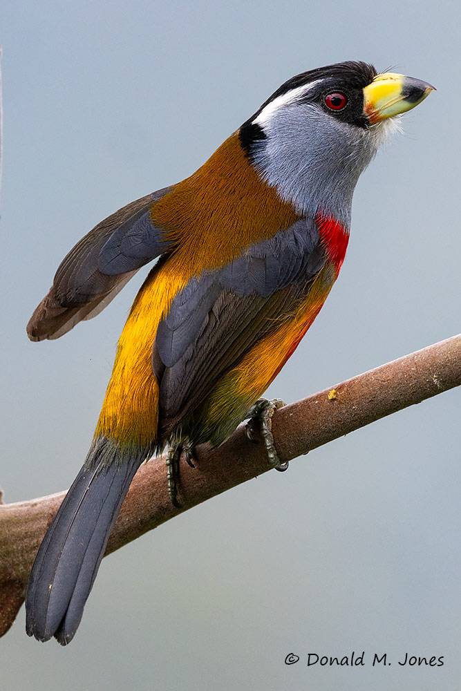 Toucan-Barbet0121D