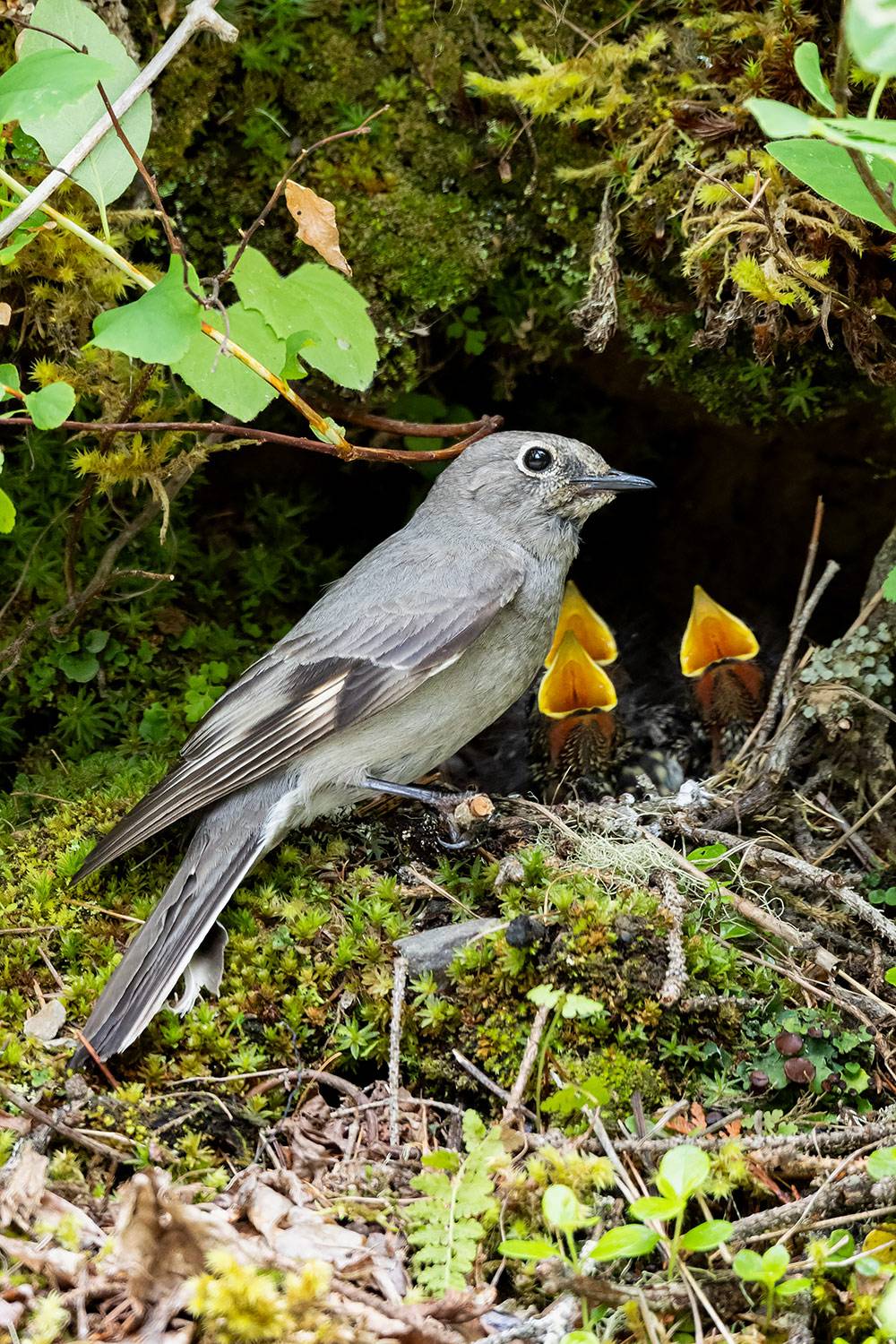 Townsend's-Solitaire0279D