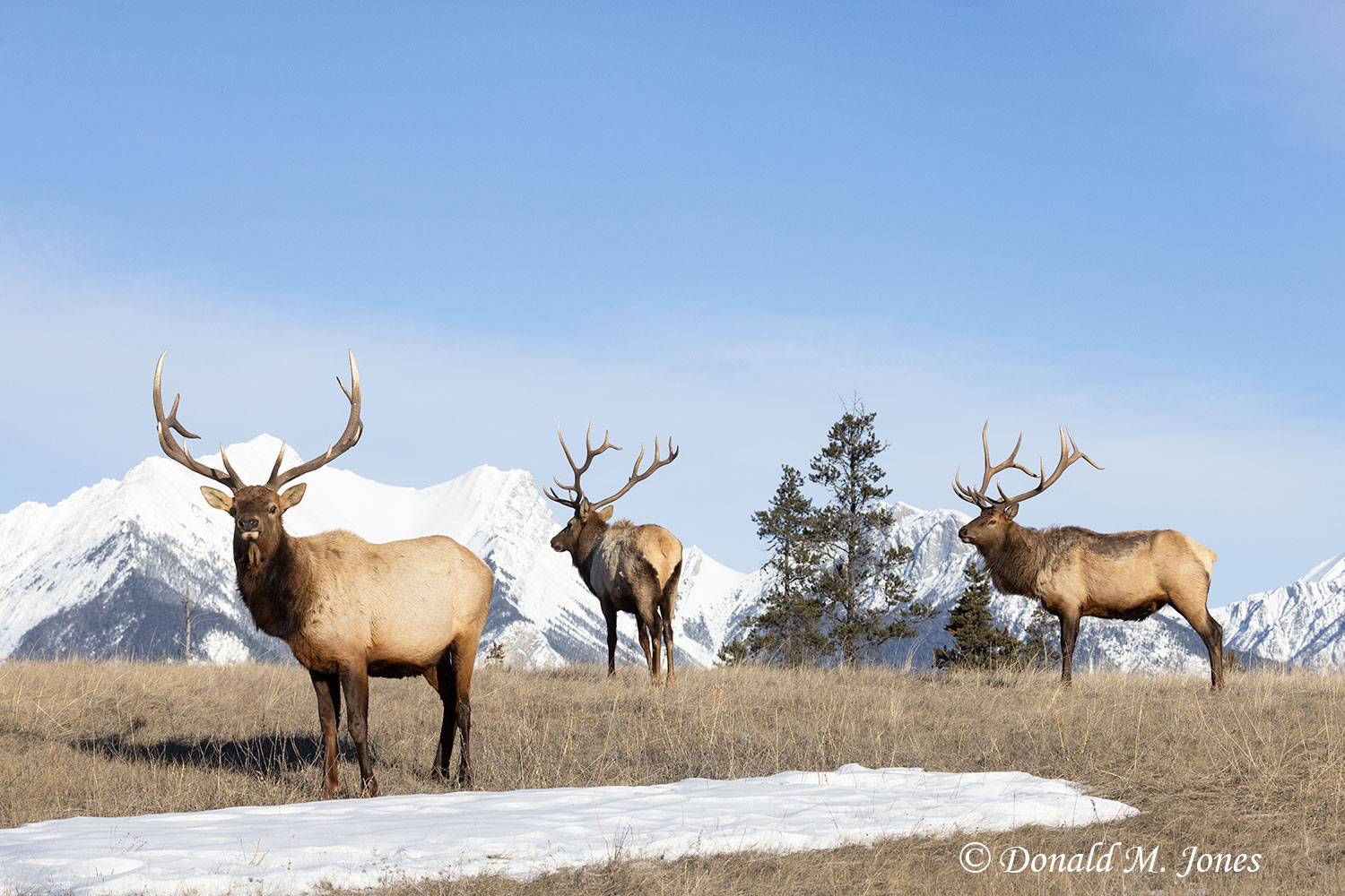 Elk-(Rocky-Mtn)29001D