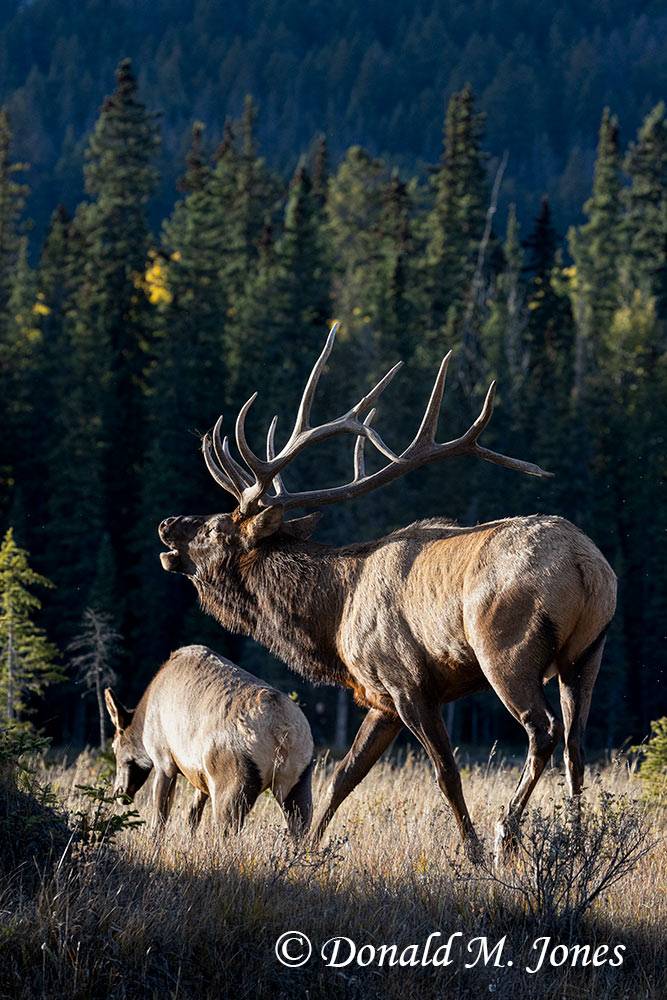 Elk-(Rocky-Mtn)30712D