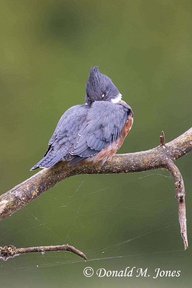Belted-Kingfisher0368D