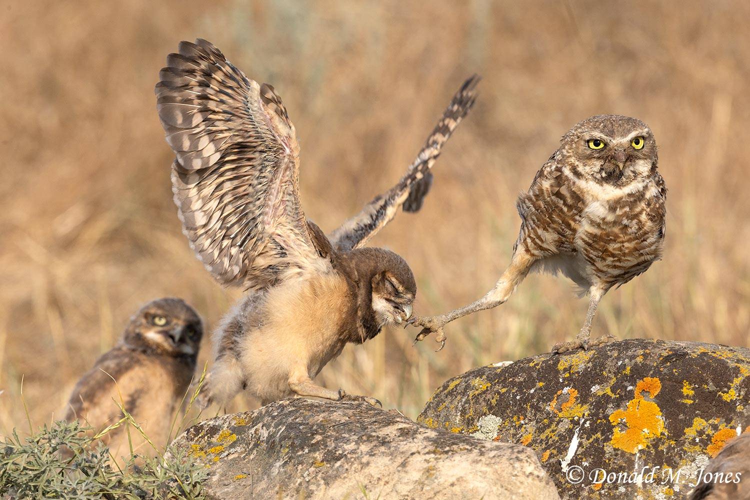 Burrowing-Owl1369D