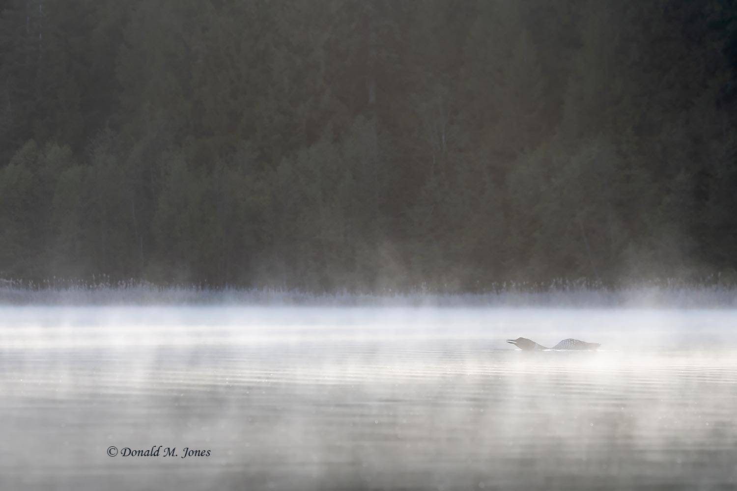 Common-Loon4634D