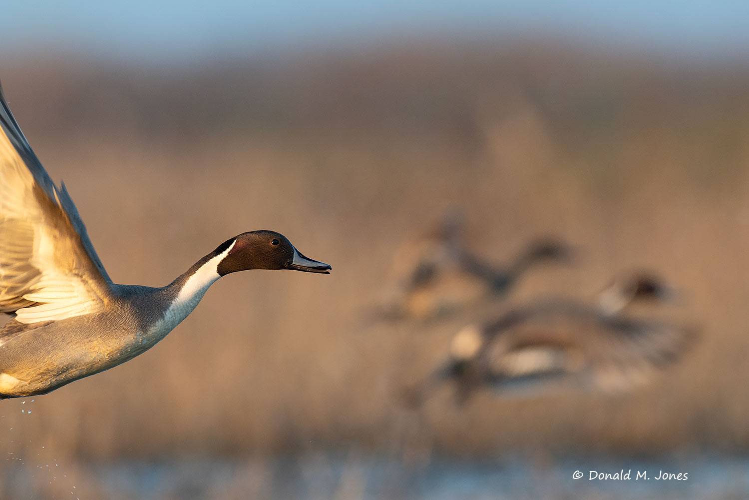 Northern-Pintail3568D.