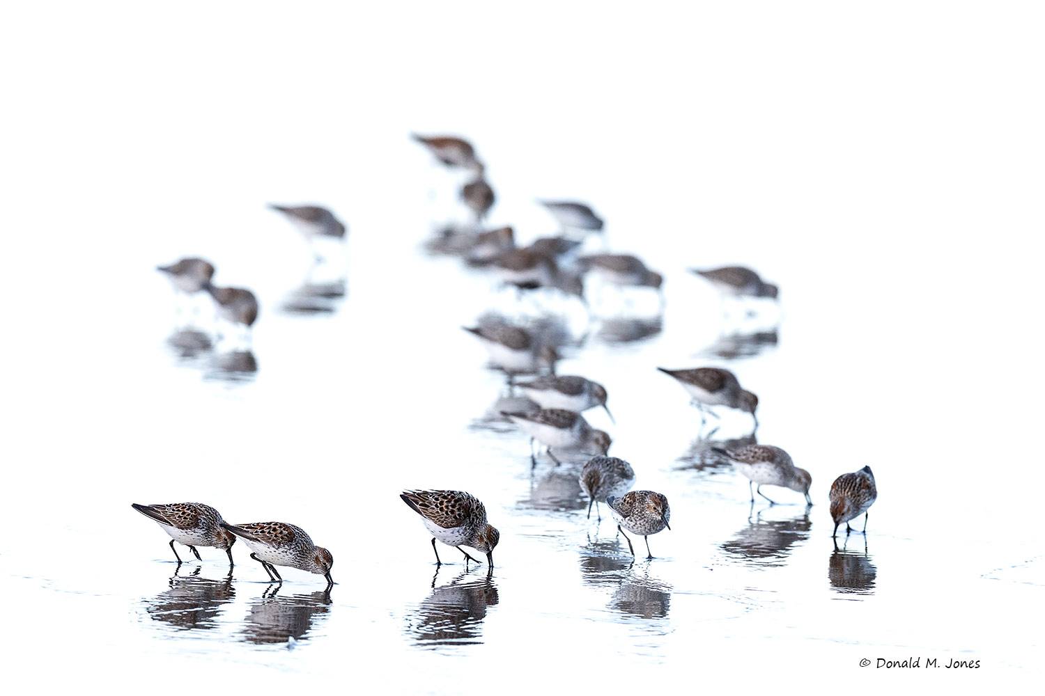 Western-Sandpiper0476D