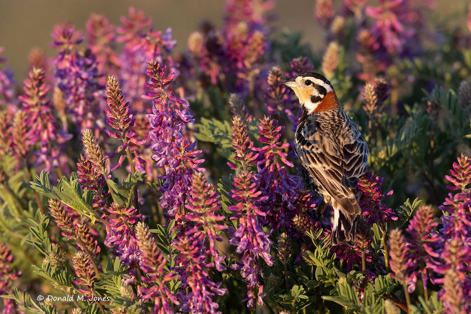Chestnut-collared-Longspur0287D