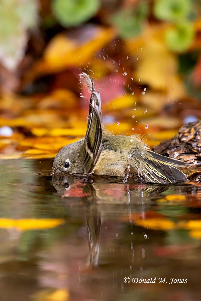 Ruby-crowned-Kinglet0139D.