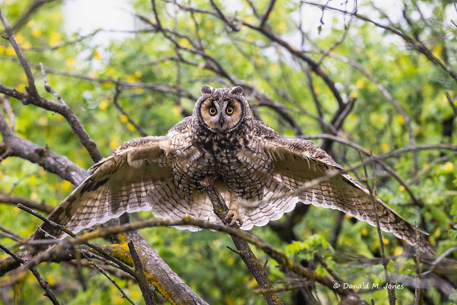 Long-eared-Owl0219D