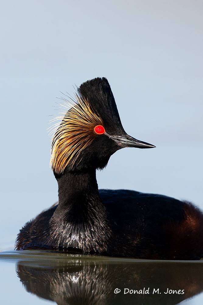 Eared-Grebe0602D
