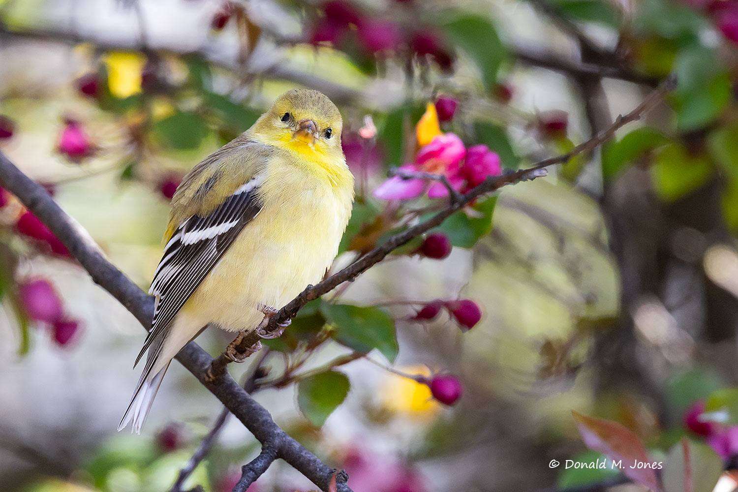 May 2 - American Goldfinch female in Flowering Jewel Berry tree.