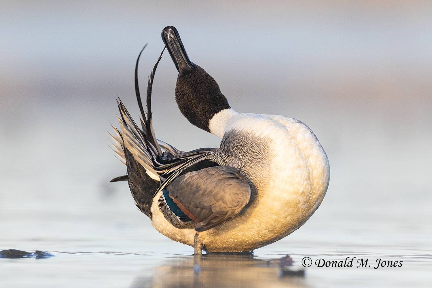 Northern-Pintail3406D