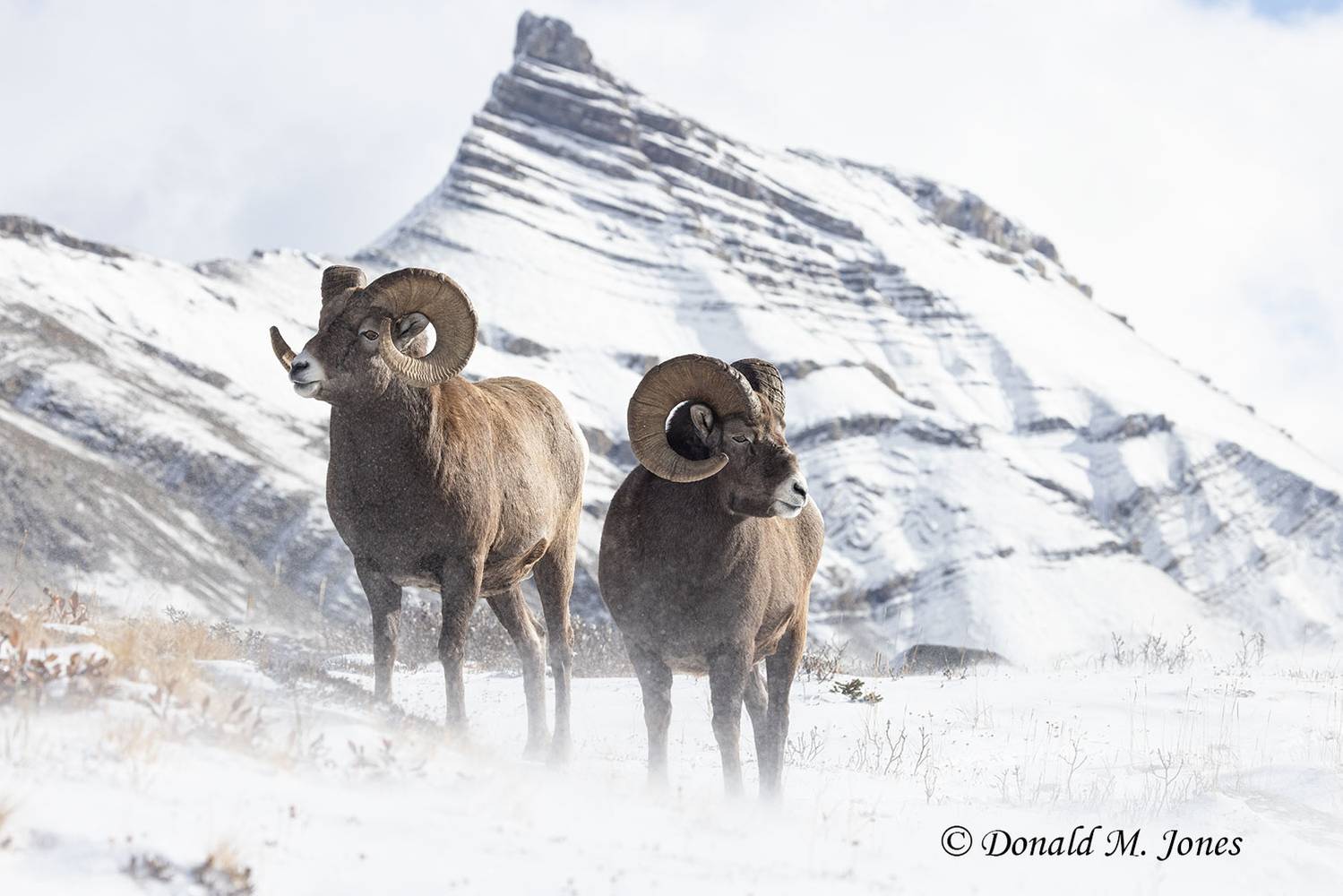 Bighorn-Sheep07219D.jpg