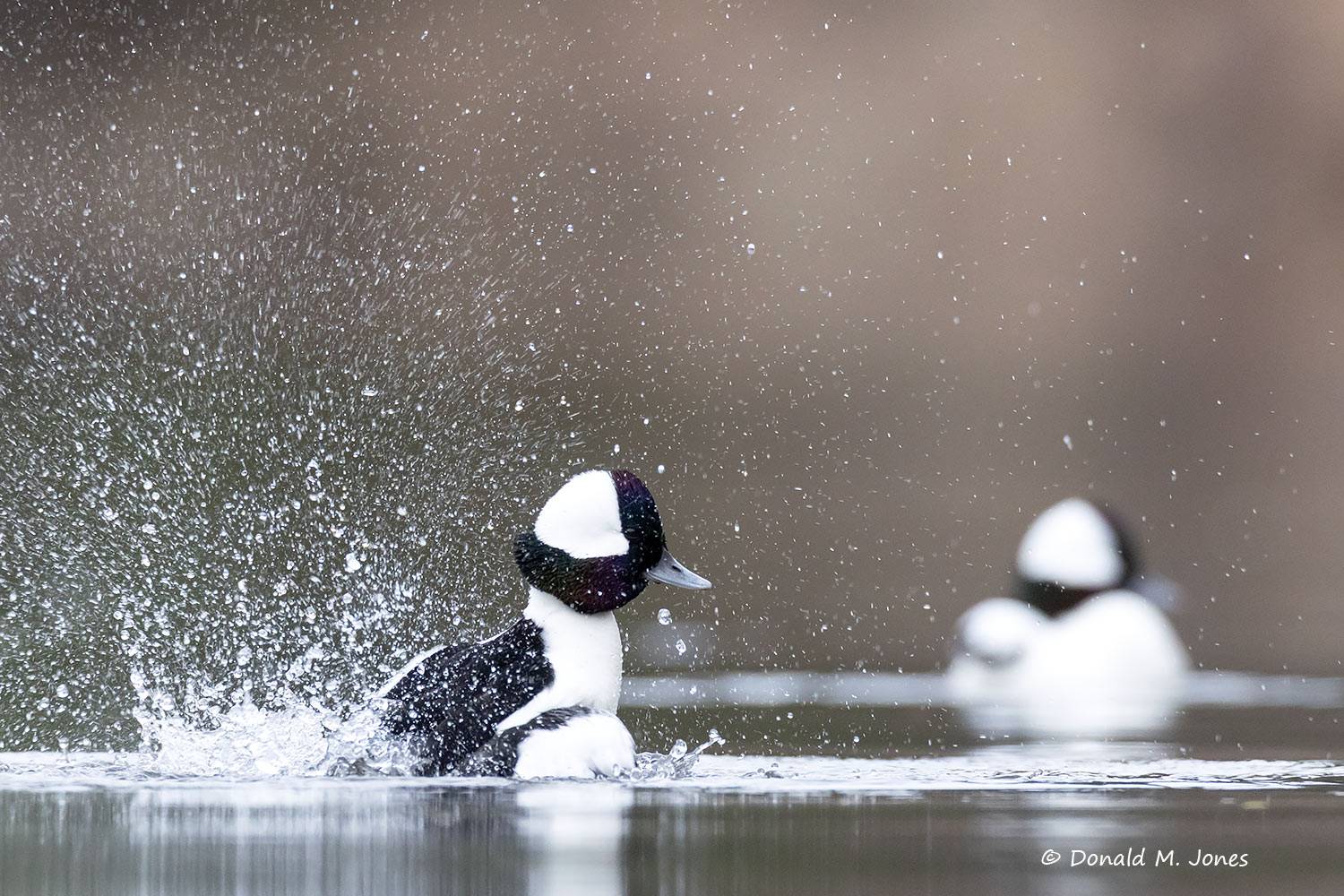 Bufflehead drake bathing