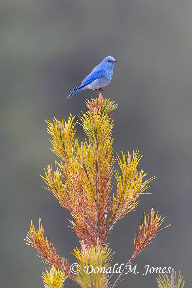 Mountain Bluebird on Lodgepole Pine