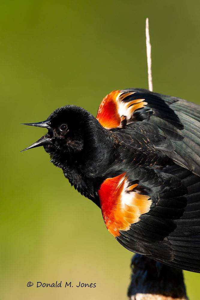 May 12 - Red-winged Blackbird male in tight display.