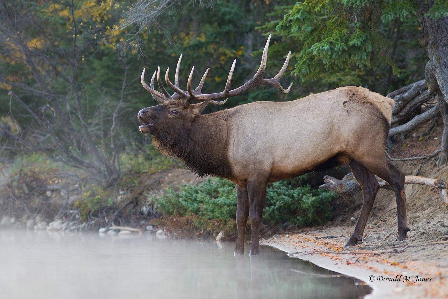Elk-(Rocky-Mtn)17281D