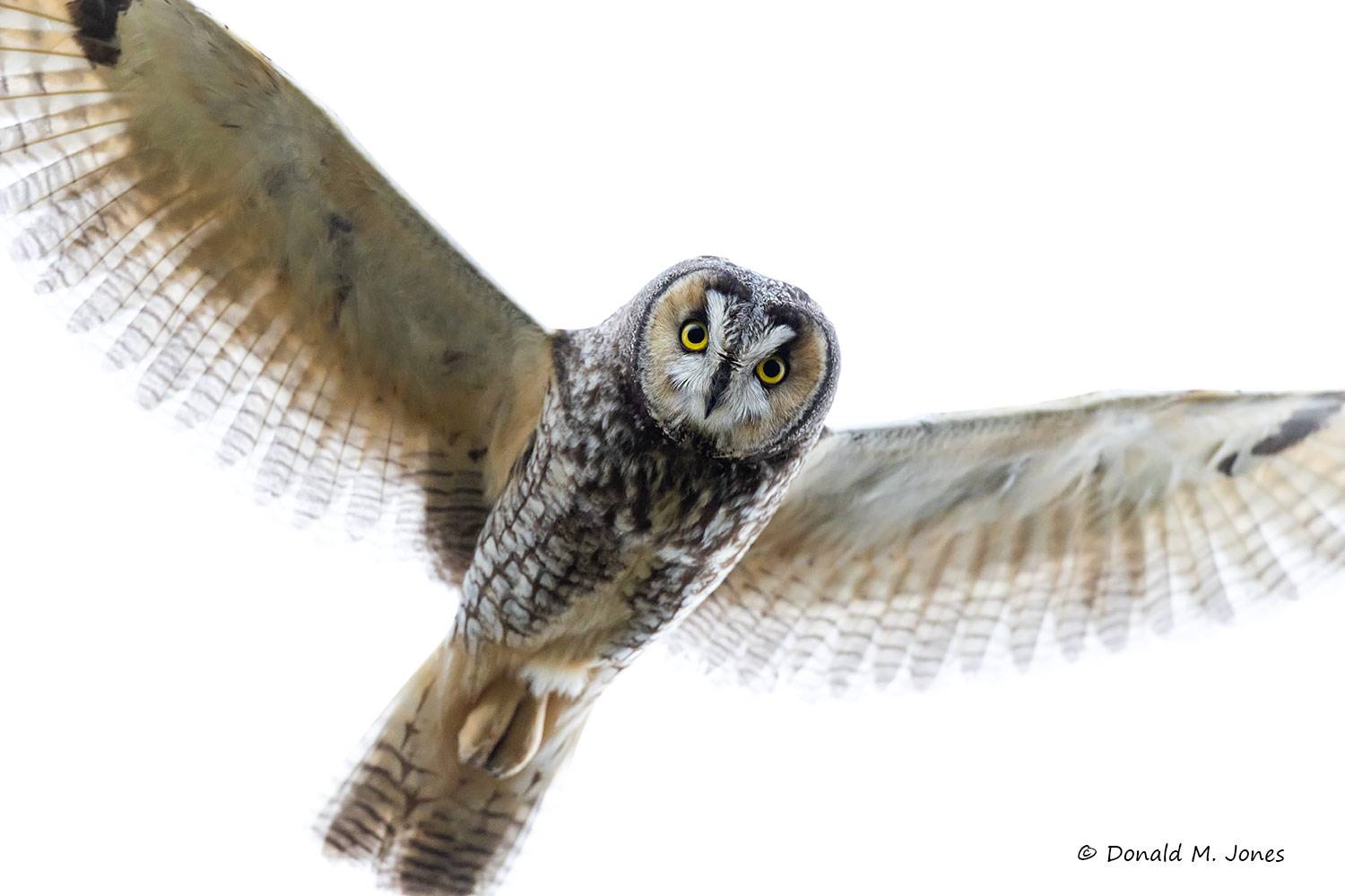 May 20 - Long-eared Owl male in flight.