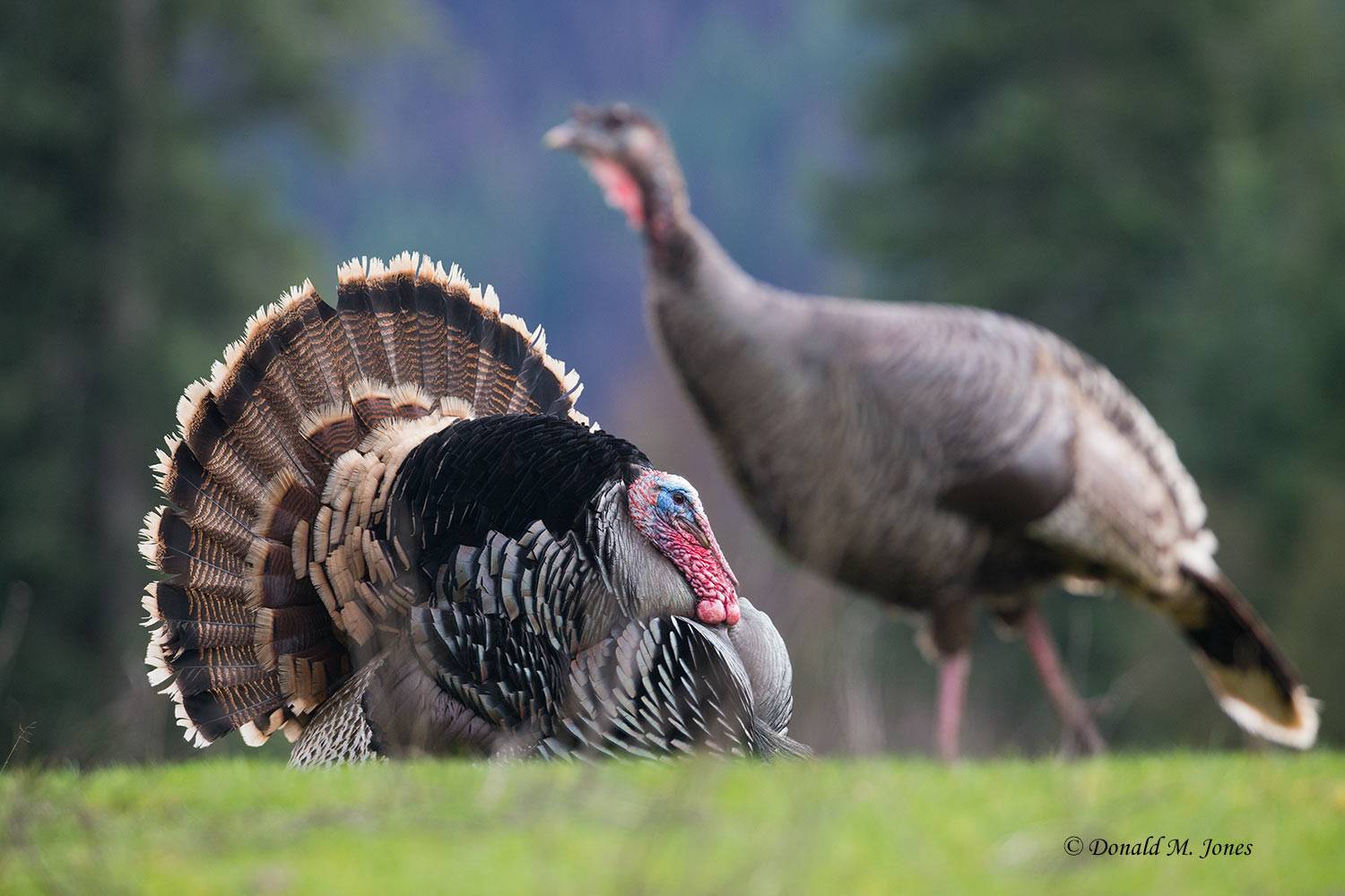 Wild-Turkey-(Merriams)11966D