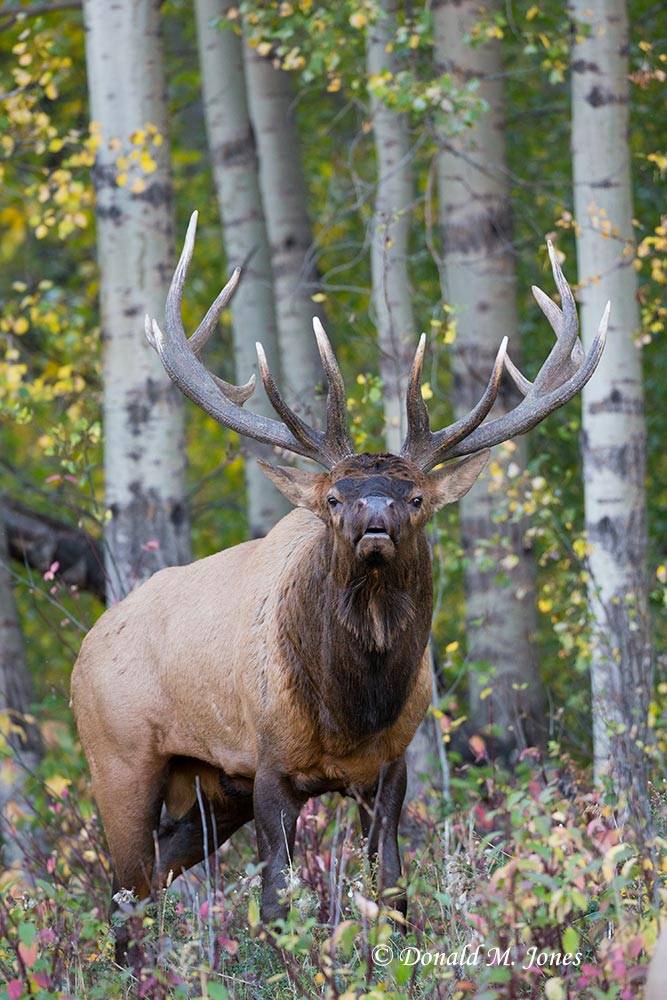 Elk-(Rocky-Mtn)20628D