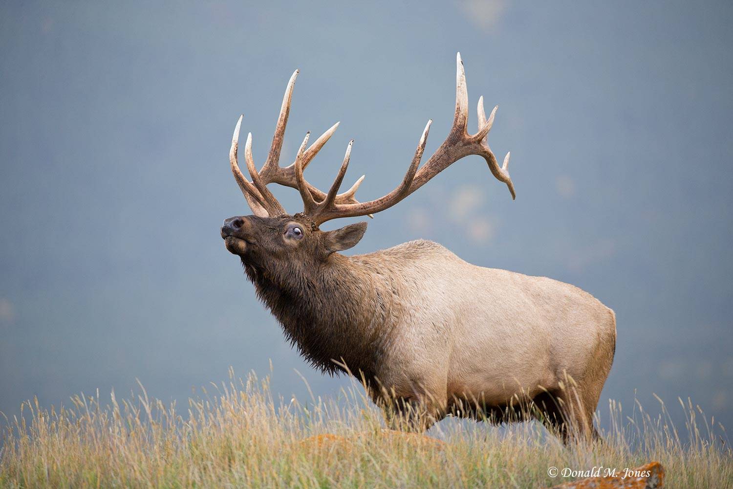 Elk-(Rocky-Mtn)22031D