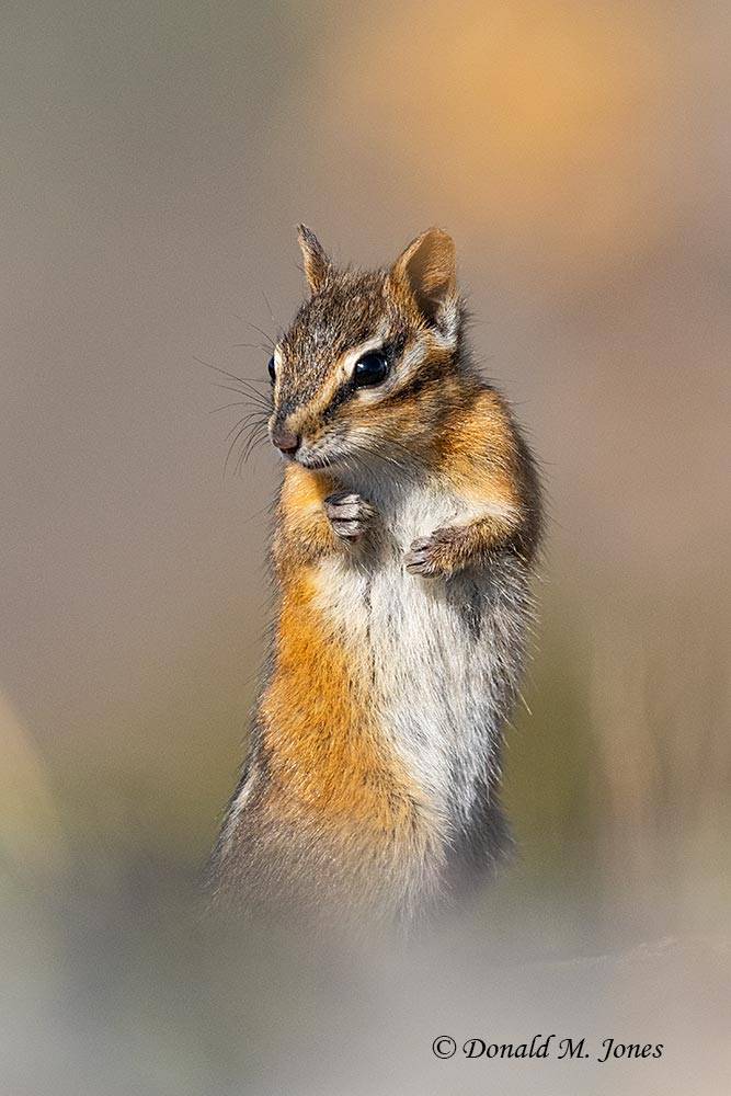 Red-tailed Chipmunk