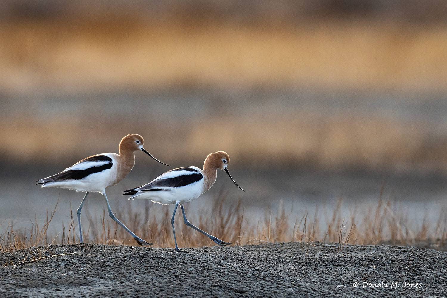 May 22 - American Avocets mated pair making their way across a central Montana mudflat.
