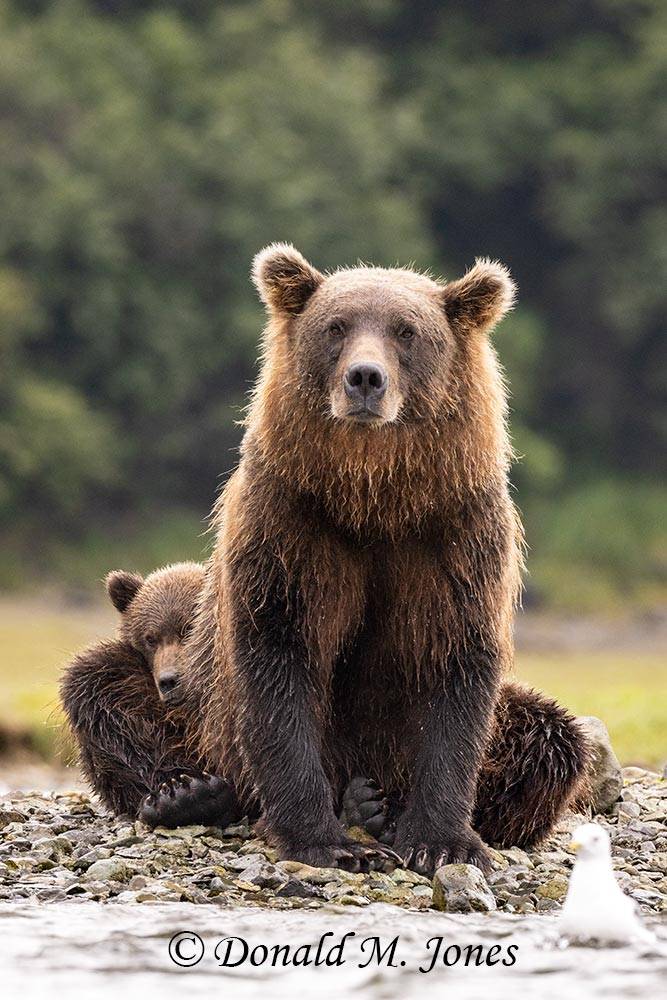 Brown Bear female with shy cub.