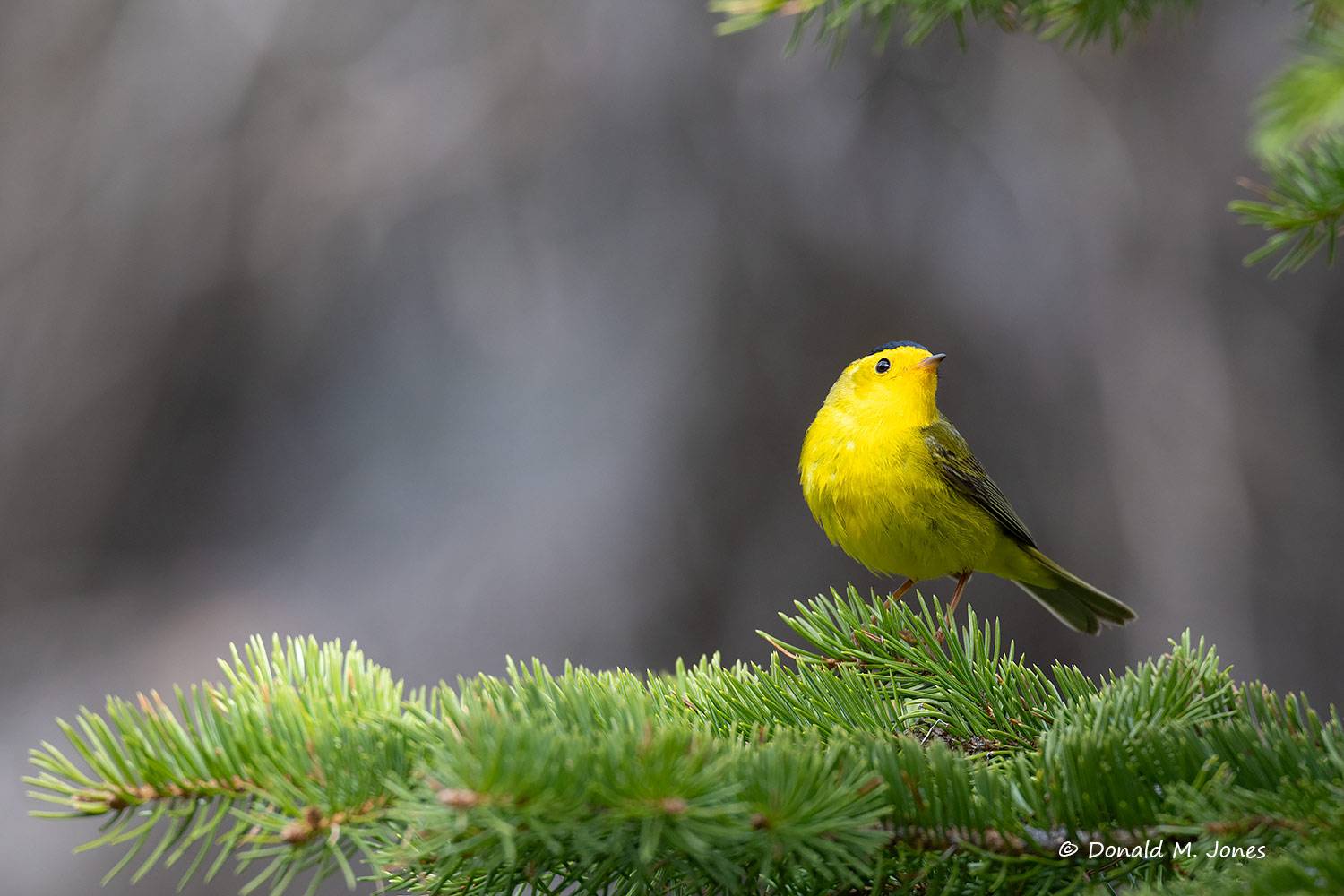 May 30 - Wilson's Warbler in the Alpine