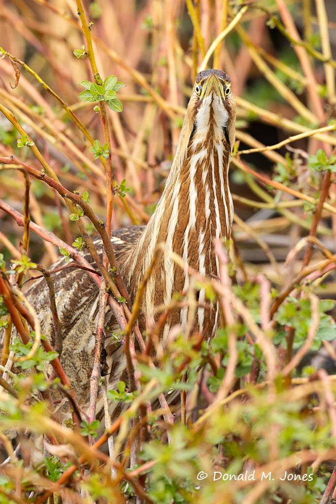 American-Bittern0406D
