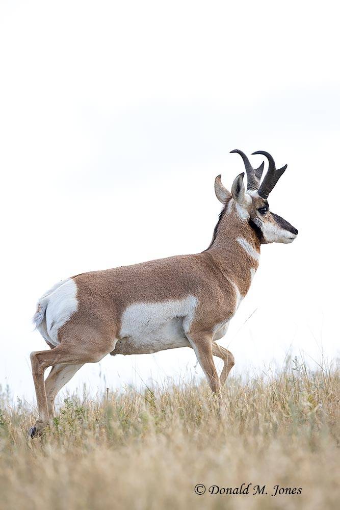 Pronghorn-Antelope6683D