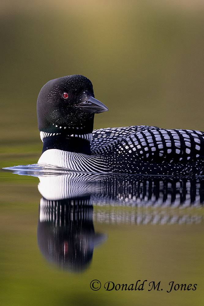 Common-Loon3981D