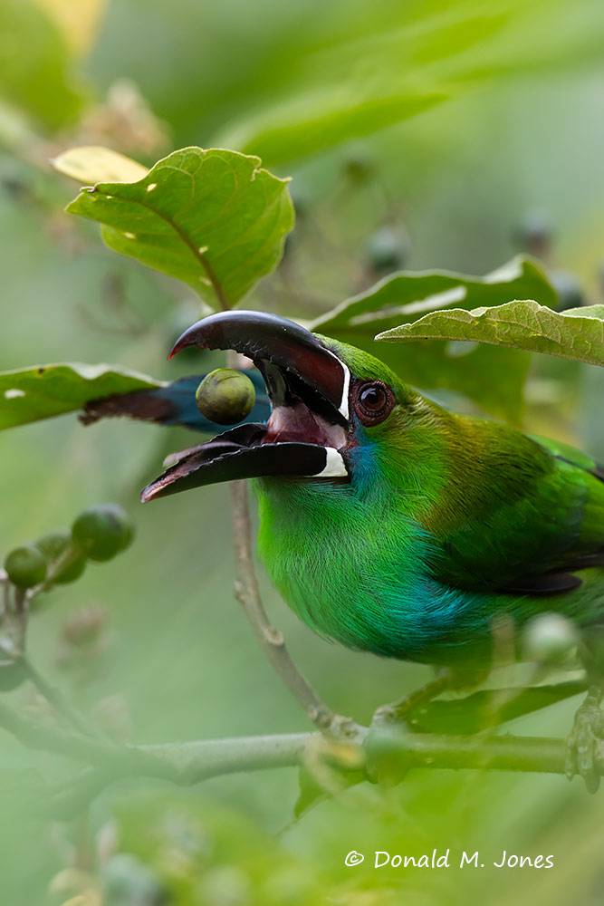 Crimson-rumped-Toucanet0101D