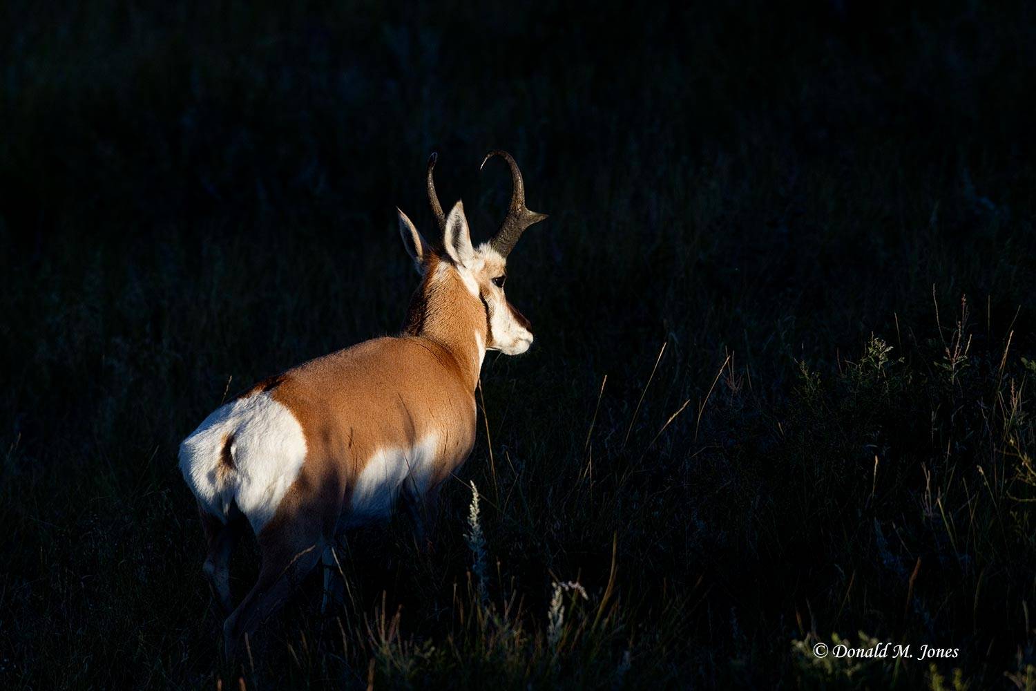 Pronghorn-Antelope03518D