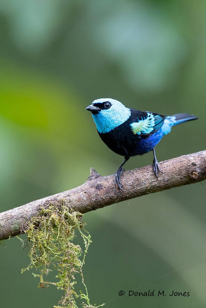 Blue-necked-Tanager0103D