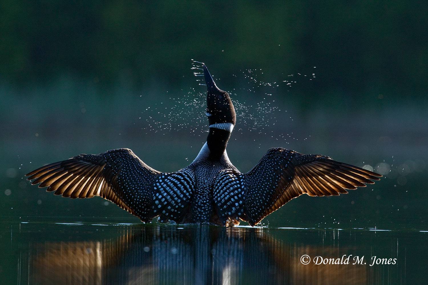 Common-Loon0708D