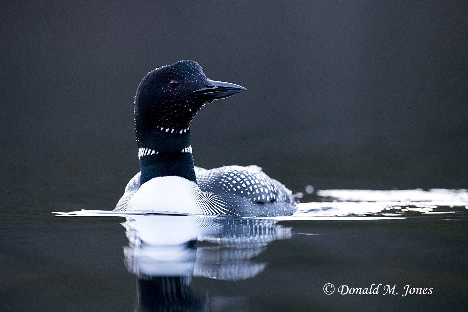 Common-Loon3949D