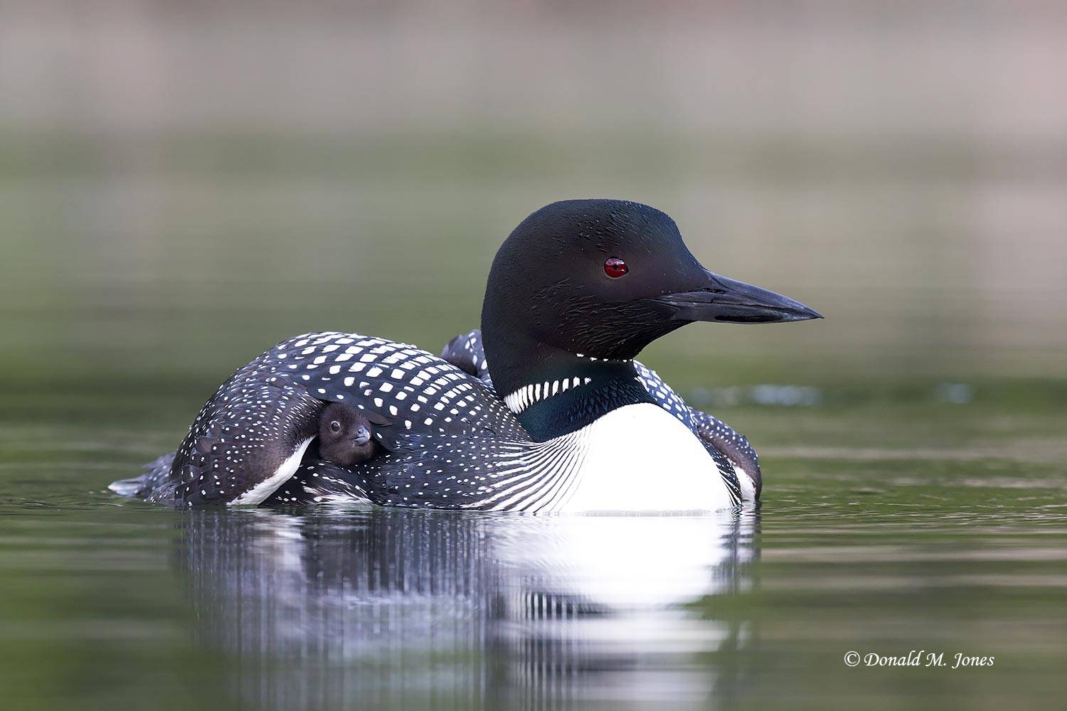 Common-Loon4750D