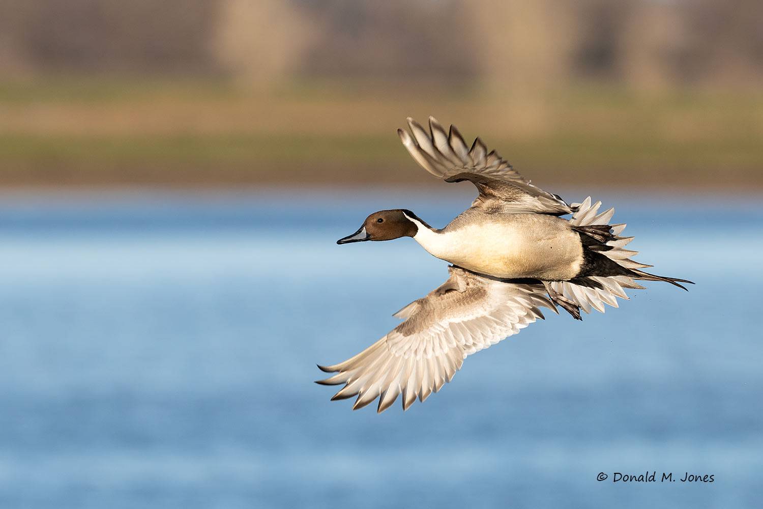 Northern-Pintail3583D