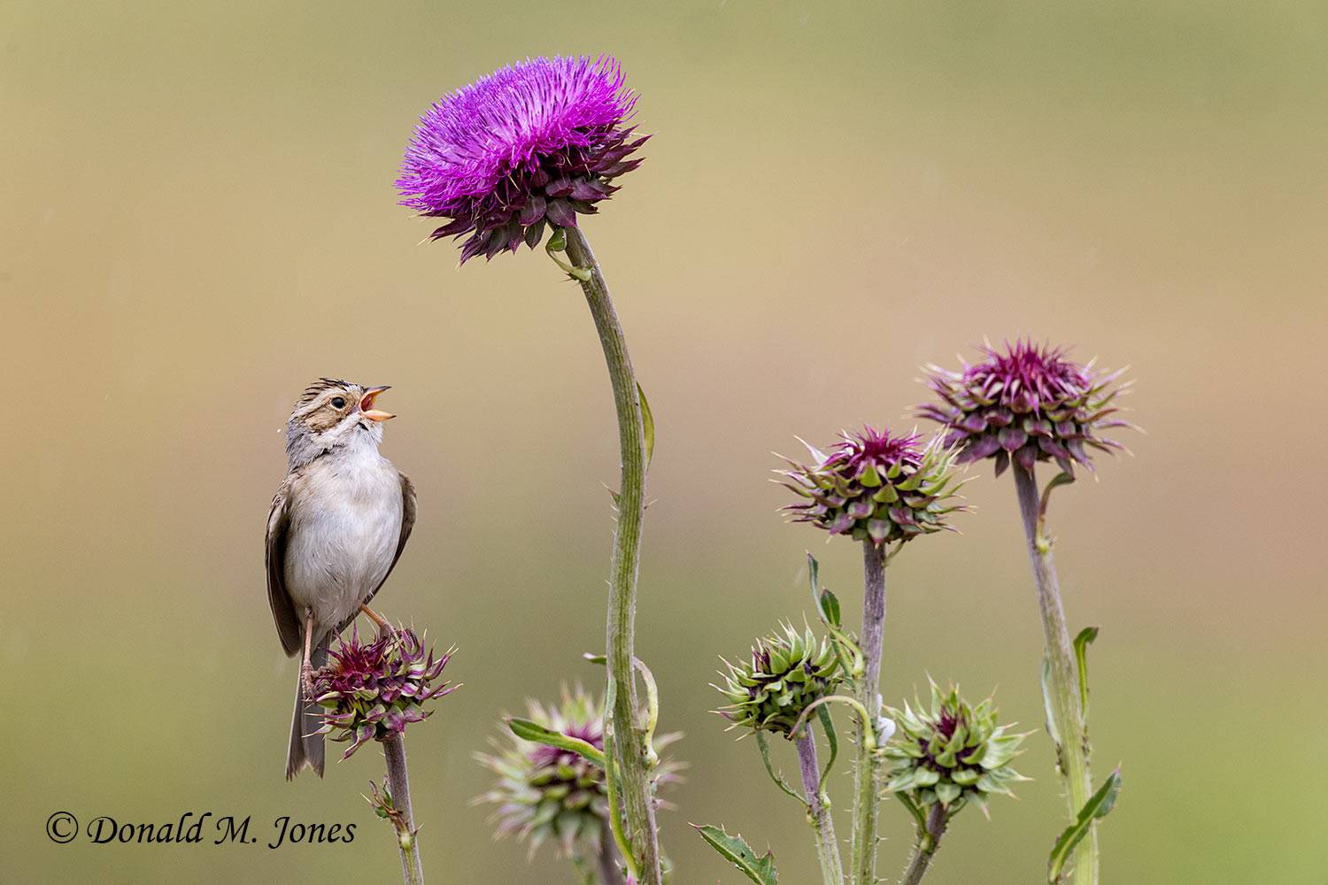 Clay-colored-Sparrow0345D