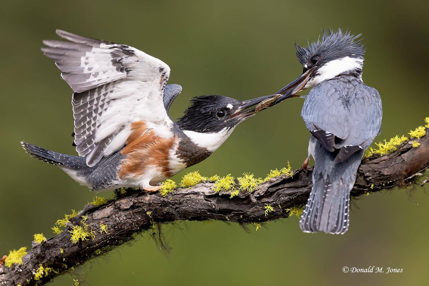 Adult Male Belted Kingfisher Feeding Juv.