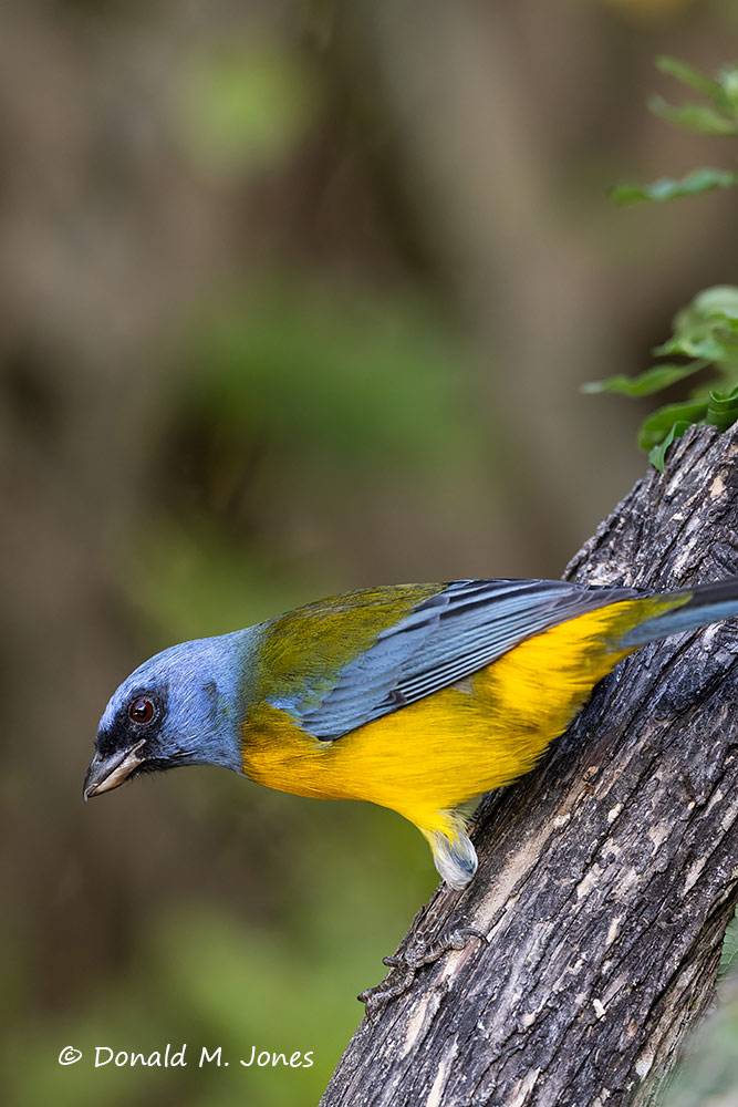 Blue-and-Yellow-Tnager0100D