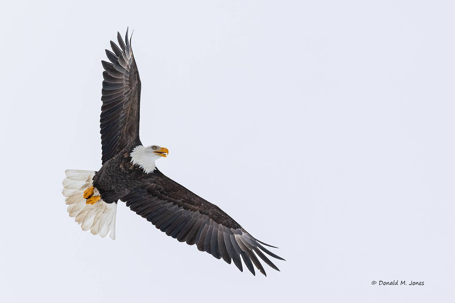 Bald-Eagle1495D