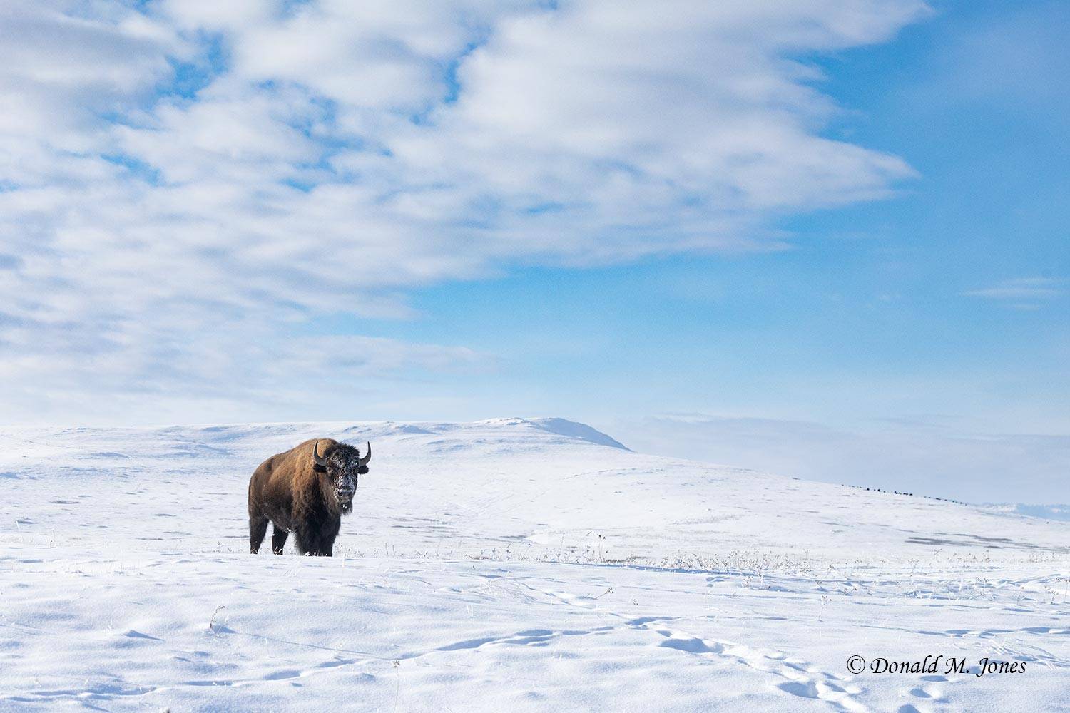 American-Bison03294D