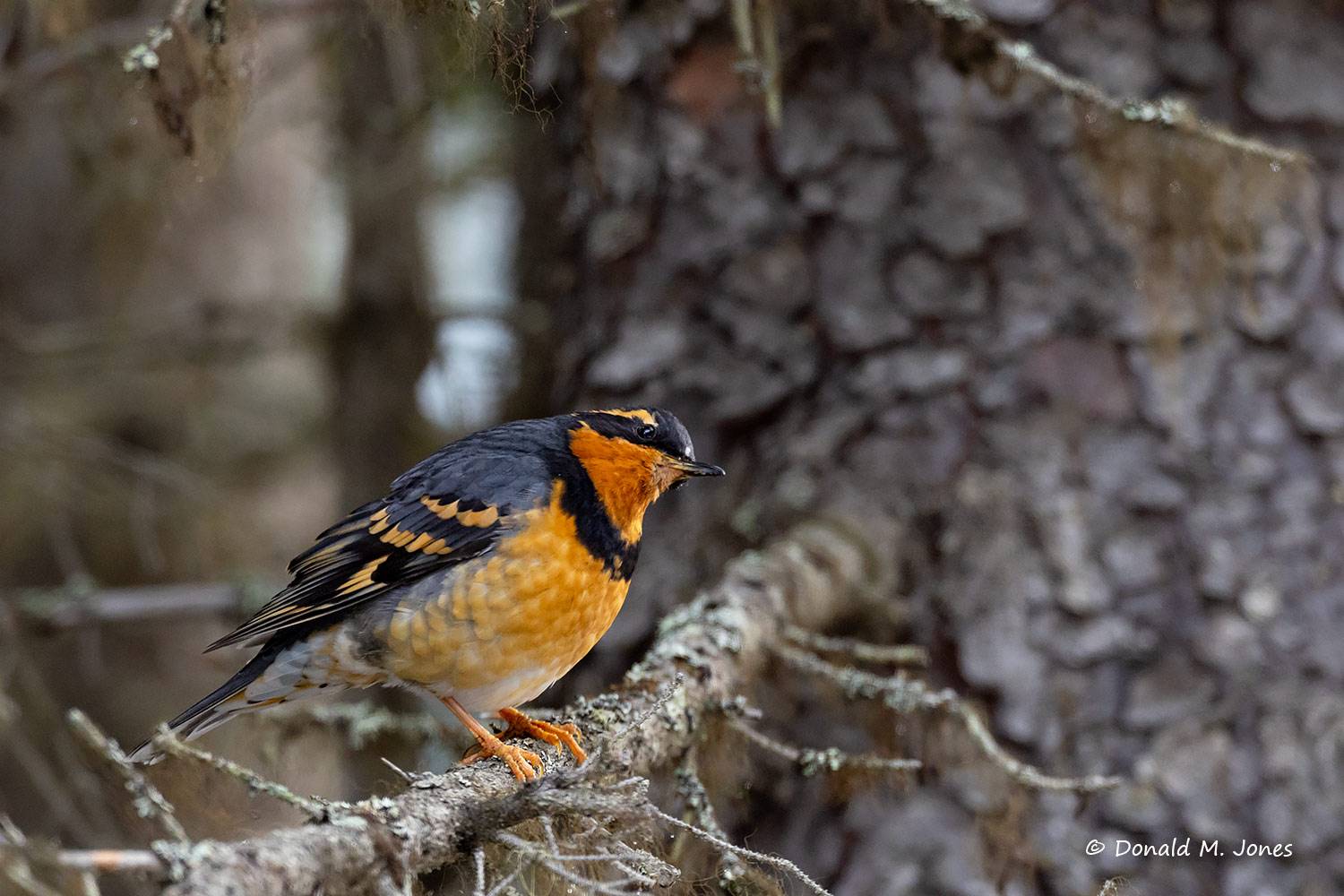 Varied-Thrush0594D